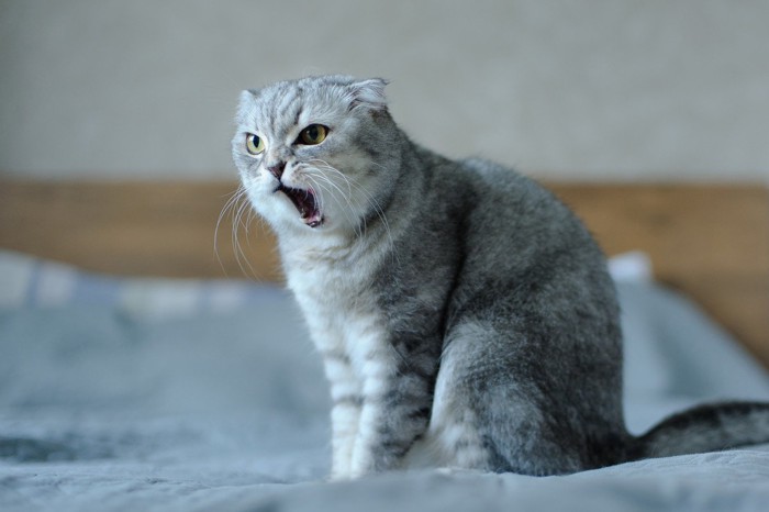 怒って鳴いている猫