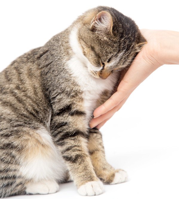 手にすりつける猫
