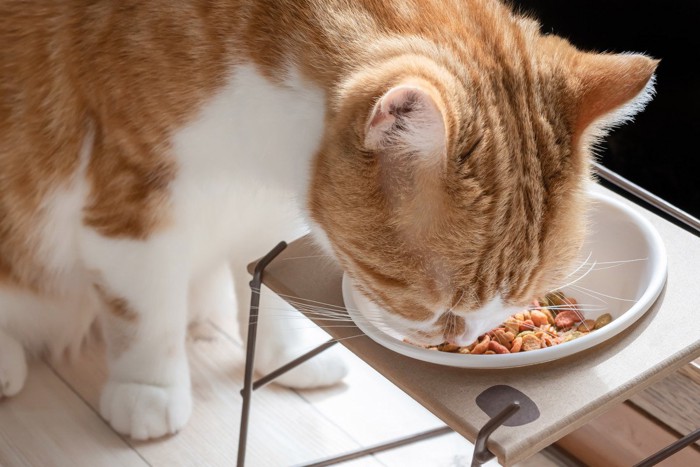 エサ皿からご飯を食べる茶白猫