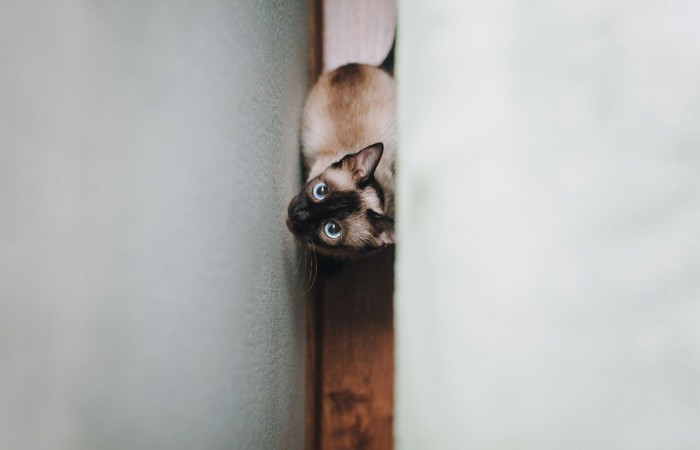 壁の間にいる子猫