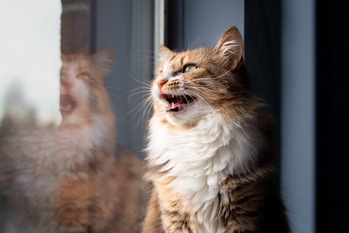 窓の外を見てクラッキングする猫