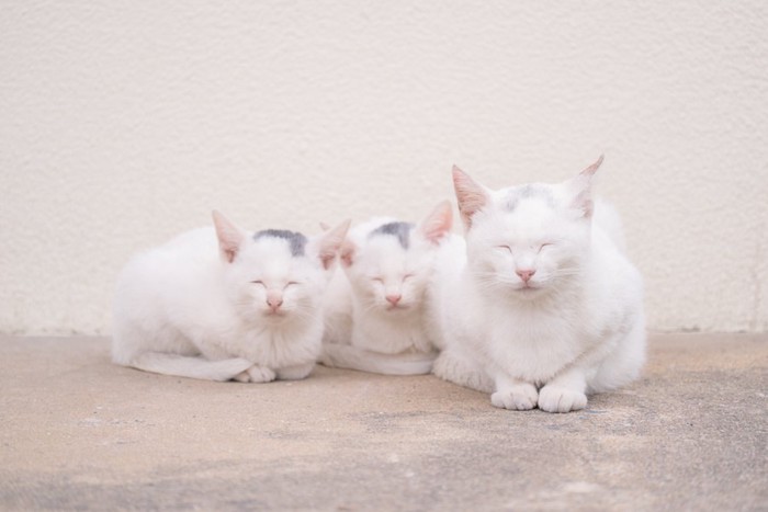 仲良く寄り添って目を閉じる白猫の親子