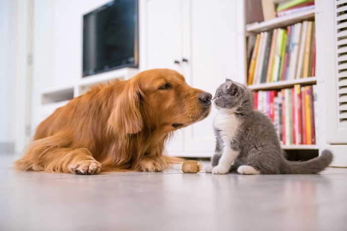 鼻をくっつける犬と子猫