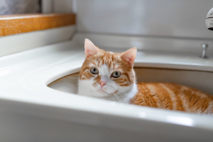洗面台に入る猫