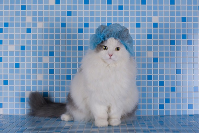 シャワーキャップを被った長毛猫