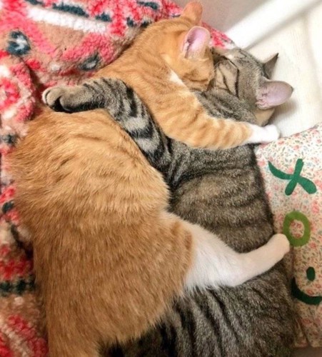 抱き合って眠る2匹