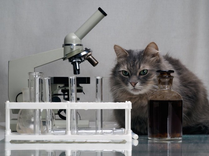 顕微鏡の隣に座る猫