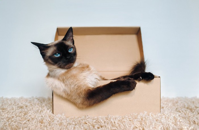 箱の中で落ち着いているシャム猫