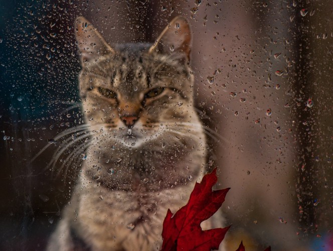 雨を見つめる猫