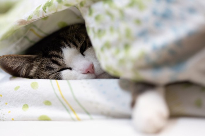 布団の中で眠るきじしろ猫