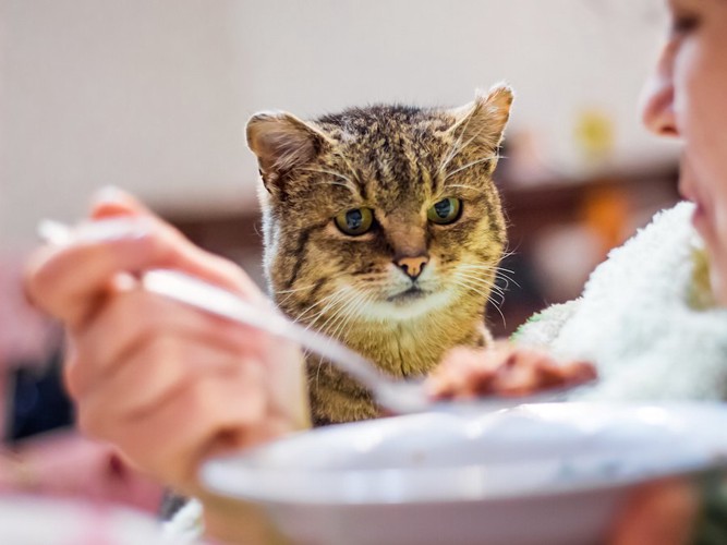 食事中の飼い主を見つめる猫
