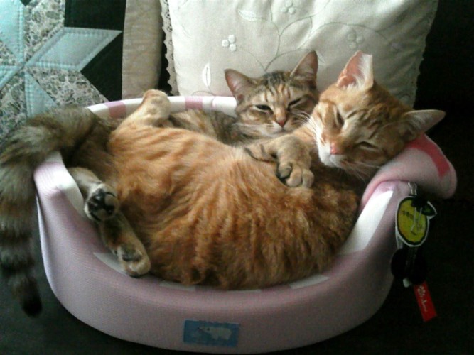 猫ベッドで2匹ぎゅうぎゅう詰め