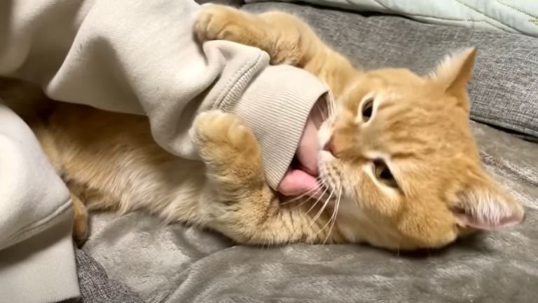 女性の手を噛む猫