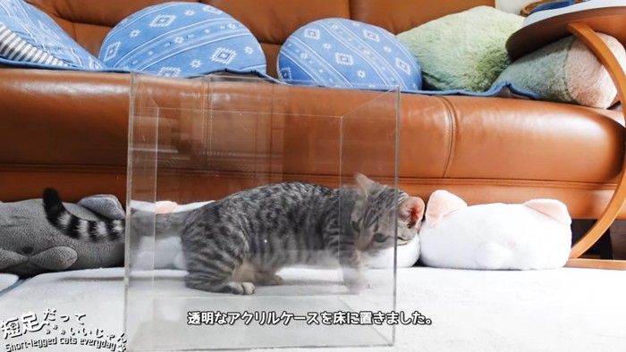 透明な箱と子猫