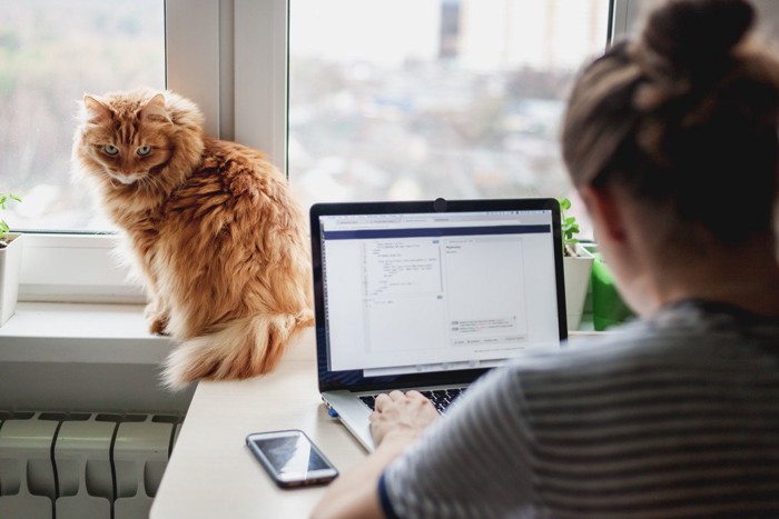 パソコン作業をする人とその向こうの猫