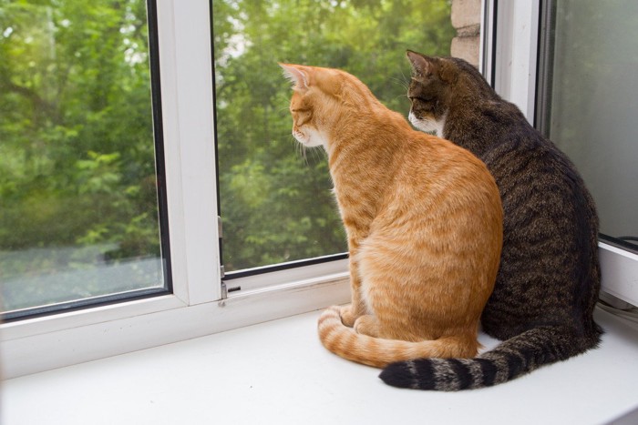 網戸から外を見つめる猫たち
