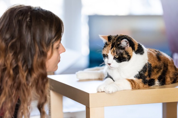 テーブルの上の猫を見つめる女性