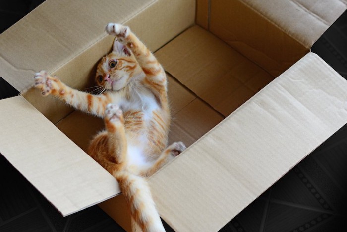 箱の中で遊ぶ子猫