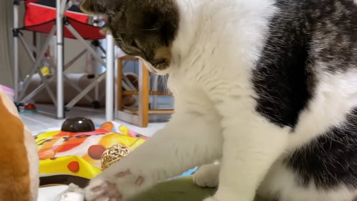 前足でおもちゃを触る猫
