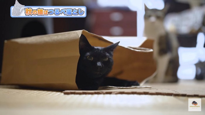 紙袋と黒猫と背後のキジシロ
