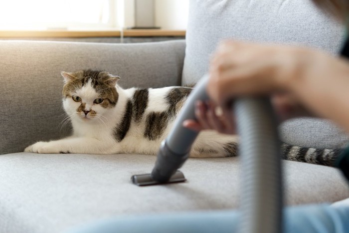 ソファーに掃除機をかけられて迷惑そうな猫