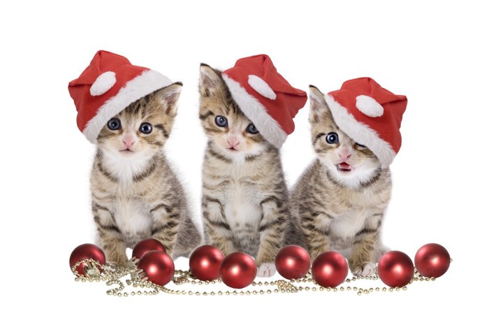 サンタ帽子をかぶった三匹の猫と足下に赤い実