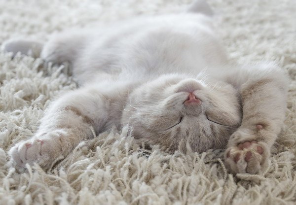 仰向けで寝る白い猫