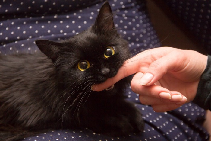 人の指を噛む猫