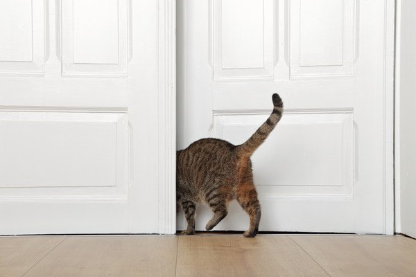 ドアから出てく猫