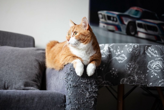爪とぎでボロボロのソファに座る猫