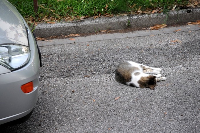 車の前に倒れている猫
