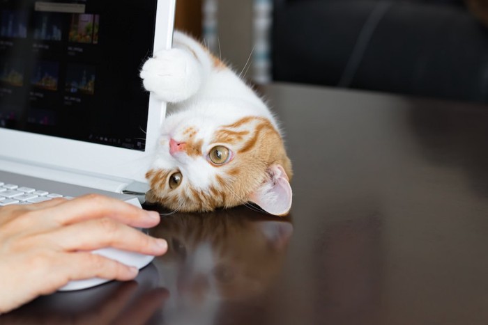 パソコン作業中の飼い主の邪魔をする猫
