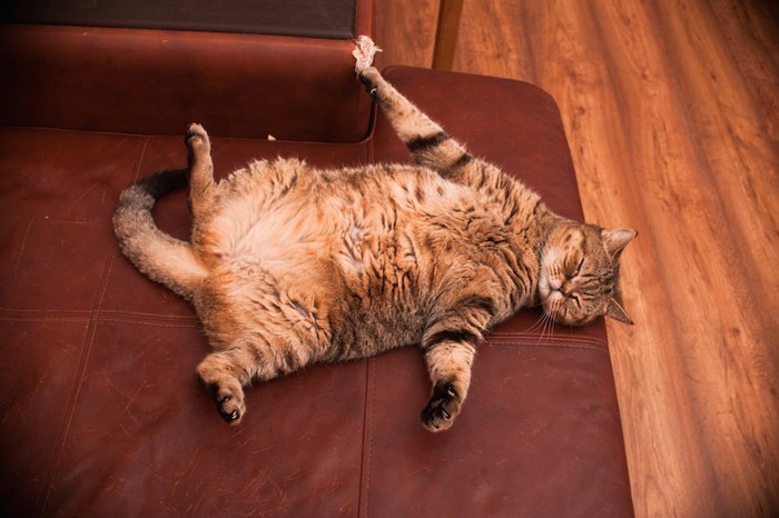 ソファーでお腹を出して寝転ぶ太った猫