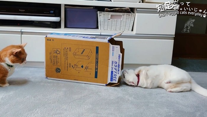 箱の両サイドにいる2匹の猫