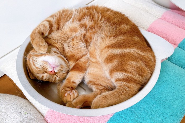 猫鍋の中で丸くなる猫