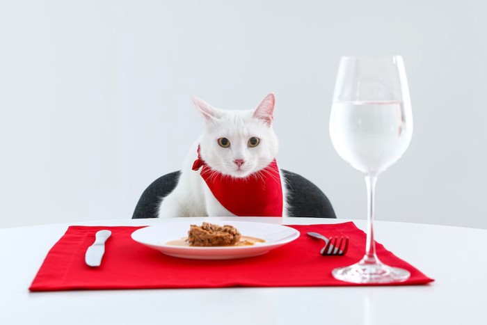 ディナーテーブルの席に座っている白猫