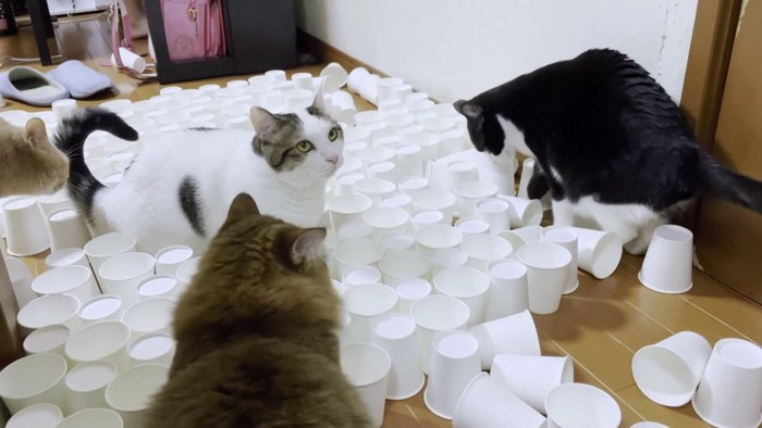 紙コップの群れに集まる猫たち