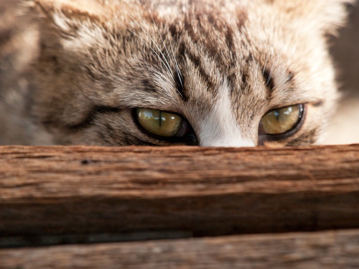 隠れている猫の目の写真