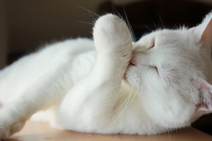 寝ながら毛づくろいをする白猫