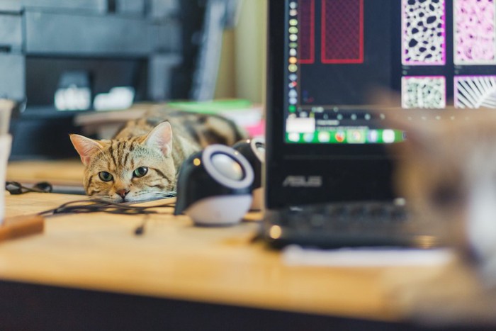 パソコンが置かれたテーブルの上で退屈そうにしている猫