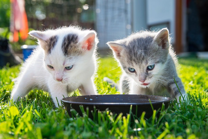 外でミルクを飲む2匹の子猫