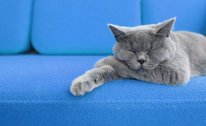 青いソファーで眠る猫