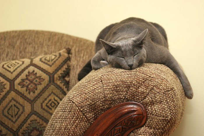 ソファーの上で眠っている猫
