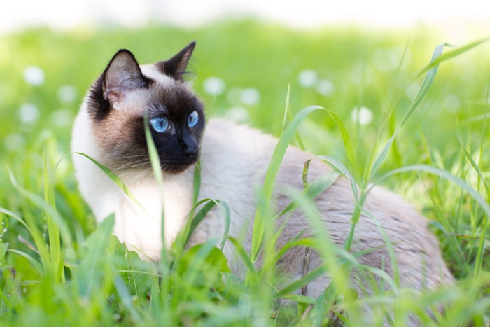 草原のシャム猫