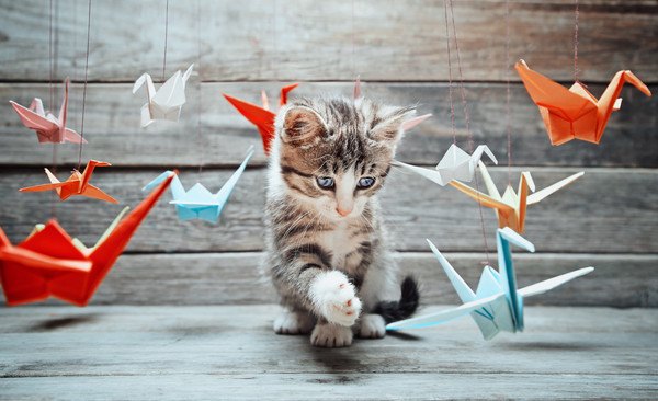 折り紙に手を伸ばす子猫