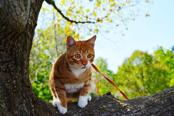 リードを着けて木にのぼる猫