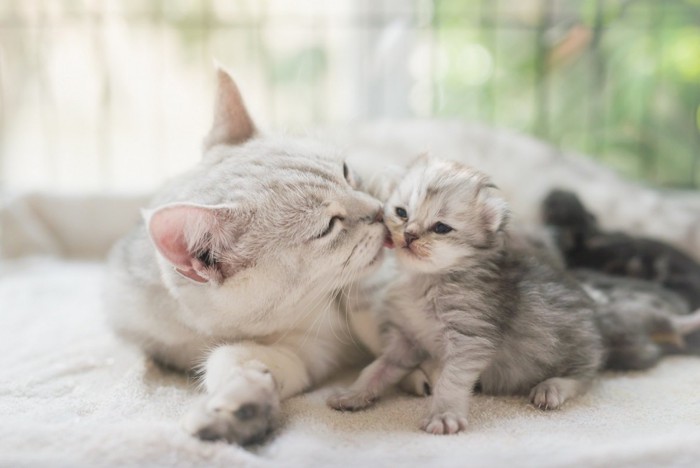 子猫にキスをする母猫