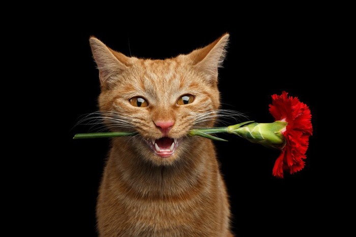 花を銜えた猫