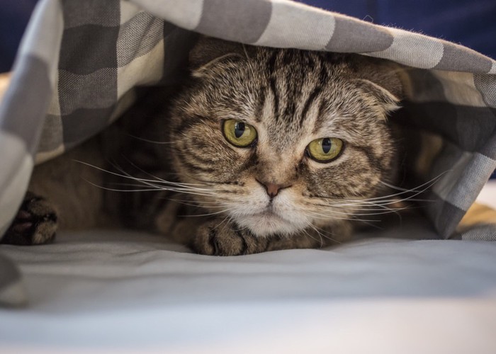 毛布の下にいる猫