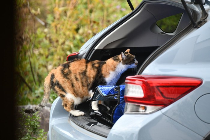 車に慣れている猫